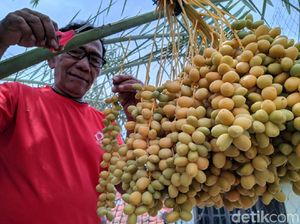 Masyaallah, Kurma Nabi Tumbuh dan Berbuah di Ponorogo