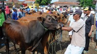 Para pedagang menjual Sapi Madura di Pasar Kepo Pamekasan, Jawa Timur. Dalam beberapa hari terakhir, harga sapi Madura naik dari Rp 7 juta menjadi Rp 8 juta per ekor untuk anakan dan dari Rp 15 juta menjadi Rp 16,5 juta per ekor dewasa. Antara Foto/Saiful Bahri.