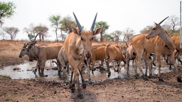 Wildlife Insights didukung oleh Google dan World Wildlife Fund. Dalam foto terlihat sekelompok binatang ada di oasis di wilayah Zambezi, Namibia, diambil dengan kamera jebakan (Foto: CNN) Wildlife Insights didukung oleh Google dan World Wildlife Fund. Dalam foto terlihat sekelompok binatang ada di oasis di wilayah Zambezi, Namibia, diambil dengan kamera jebakan (Foto: CNN)