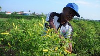 Harga cabai juga mengalami kenaikan di Pamekasan, Jawa Timur. Di tingkat petani, harga cabai naik dari Rp 20.000 per kg menjadi Rp 45.000 per kg. Kenaikan harga disebabkan oleh rusaknya tanaman cabai akibat hama dan penyakit. Antara Foto/Saiful Bahri.