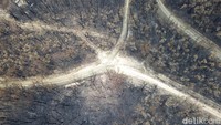 Penampakan dari udara pepohonan yang hangus terbakar di kawasan Nerrigundah, Australia, pada Senin (13/1) waktu setempat. AP Photo/Sam McNeil.