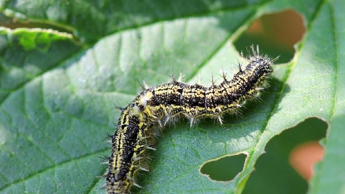 Caterpillar on the leaf