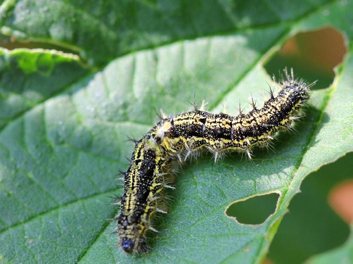 Caterpillar on the leaf