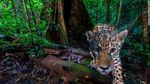 Foto-foto Satwa Liar di Situs yang Didukung AI Google