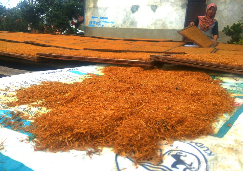 Cuaca yang tak menentu turut berimbas pada petani tembakau. Hasil tembakau yang tak maksimal membuat penghasilan para petani turun.