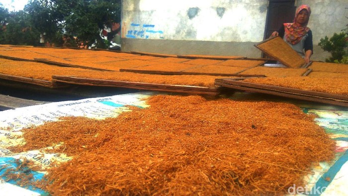 Cuaca yang tak menentu turut berimbas pada petani tembakau. Hasil tembakau yang tak maksimal membuat penghasilan para petani turun.
