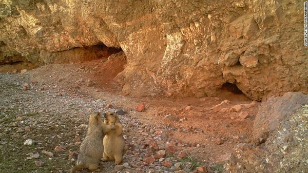 Foto di situs Wildlife Insights akan tersedia untuk para peneliti dan masyarakat umum. Sepasang marmut tertangkap kamera perangkap di Kabupaten Akesai, China (Foto: CNN) Foto di situs Wildlife Insights akan tersedia untuk para peneliti dan masyarakat umum. Sepasang marmut tertangkap kamera perangkap di Kabupaten Akesai, China (Foto: CNN)