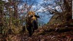 Foto-foto Satwa Liar di Situs yang Didukung AI Google
