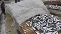 Seorang pekerja menutup ikan layar yang sedang dijemur dengan plastik untuk mengantisipasi hujan di Muara Angke, Jakarta, Senin (13/1/2020).