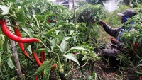 Petani memanen cabai merah besar di Tegalgondo, Malang, Jawa Timur. Petani setempat mengaku sejak sepekan terakhir harga komoditas tersebut melonjak dari Rp 30.000 per kg menjadi Rp 60 ribu per kg. Kenaikan itu disebabkan oleh kurangnya stok di pasaran karena sebagian petani gagal panen saat musim hujan. Antara Foto/Ari Bowo Sucipto. Petani memanen cabai merah besar di Tegalgondo, Malang, Jawa Timur. Petani setempat mengaku sejak sepekan terakhir harga komoditas tersebut melonjak dari Rp 30.000 per kg menjadi Rp 60 ribu per kg. Kenaikan itu disebabkan oleh kurangnya stok di pasaran karena sebagian petani gagal panen saat musim hujan. Antara Foto/Ari Bowo Sucipto.