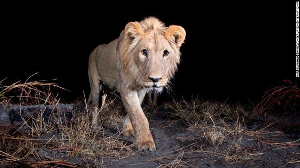 Singa jantan dari wilayah Zambezi, Namibia. AI di Wildlife Insights dapat memverifikasi jika terdapat foto kosong akan dihapus. Jika ada binatang dalam gambar, AI akan mengidentifikasi spesies itu. Saat ini, AI sudah mengenali sekitar 450 spesies (Foto: CNN) Singa jantan dari wilayah Zambezi, Namibia. AI di Wildlife Insights dapat memverifikasi jika terdapat foto kosong akan dihapus. Jika ada binatang dalam gambar, AI akan mengidentifikasi spesies itu. Saat ini, AI sudah mengenali sekitar 450 spesies (Foto: CNN)