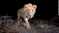 Singa jantan dari wilayah Zambezi, Namibia. AI di Wildlife Insights dapat memverifikasi jika terdapat foto kosong akan dihapus. Jika ada binatang dalam gambar, AI akan mengidentifikasi spesies itu. Saat ini, AI sudah mengenali sekitar 450 spesies (Foto: CNN)