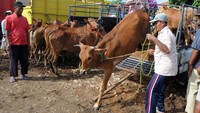 Harga Sapi Madura mengalami kenaikan seiring mulai memasuki musim ternak. Antara Foto/Saiful Bahri. Harga Sapi Madura mengalami kenaikan seiring mulai memasuki musim ternak. Antara Foto/Saiful Bahri.