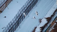 Efek tak ada manusia di DMZ Korea adalah penemuan bukti beruang hitam Asia yang langka, Amur Leopards, dan Amur gorals (sejenis kambing gunung) yang tinggal di sana oleh para pasukan (Foto: CNN)