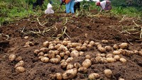 Selain cabai, harga kentang juga mengalami kenaikan. Di dataran tinggi Dieng, Batang, Jawa Tengah, harga kentang mengalami peningkatan dari Rp 6.000 per kg menjadi Rp 13.000 per kg seiring meningkatnya permintaan pasar. Antara Foto/Anis Efizudin. Selain cabai, harga kentang juga mengalami kenaikan. Di dataran tinggi Dieng, Batang, Jawa Tengah, harga kentang mengalami peningkatan dari Rp 6.000 per kg menjadi Rp 13.000 per kg seiring meningkatnya permintaan pasar. Antara Foto/Anis Efizudin.