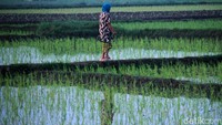 Para petani kembali beraktivitas di sawahnya. 