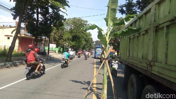 Warga menanam pohon di tengah jalur Purwokerto-Semarang, Banjarnegara. 