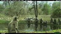 Sekeluarga lutung abu-abu dataran utara, difoto di sekitar lubang berair. Kini ada situs di mana para peneliti dapat berbagi foto dari kamera perangkap, Wildlife Insights namanya (Foto: CNN)