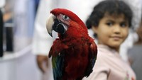 Seorang anak bermain dengan burung beo di salah satu toko yang menjual berbagai burung di Kota Jeddah, Arab Saudi. AP Photo/Amr Nabil