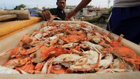 Sejumlah nelayan mengumpulkan hasil tangkapan laut di Karangsong, Indramayu, Jawa Barat. Menurut nelayan, memasuki musim angin barat hasil tangkapan rajungan mulai melimpah. Harganya pun ikut merangkak naik. Antara Foto/Dedhez Anggara.
