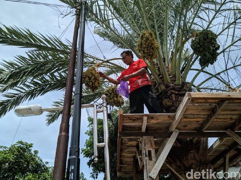 Pohon kurma nabi yang tumbuh di Polda Jatim