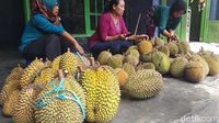 Durian Enak dari Candimulyo Ini Wajib Dicicipi Pencinta Durian 