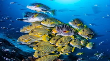 Blur of Sweetlips juara kategori Wide-Angle karya Nicholas More. Foto: Ocean Art 2019/Nicholas More