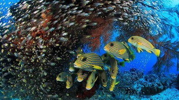 Raja Ampat juara kategori Reefscapes karya Eduardo Acevedo Fernandez. Foto: Ocean Art 2019/Eduardo Acevedo Fernandez