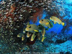 Karya Keren Jawara Kontes Fotografi Bawah Air