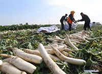 Petani Ini Rugi Rp 576 Juta karena Tetangganya Menjarah 500 Ton Lobak