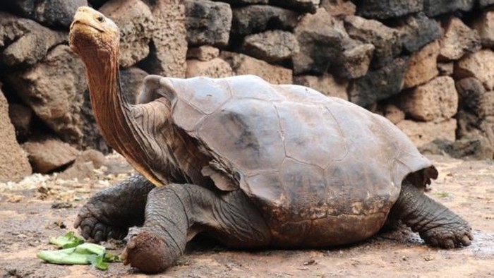 Kura-kura berkembang biak dengan cara