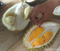 Durian Enak dari Candimulyo Ini Wajib Dicicipi Pencinta Durian 