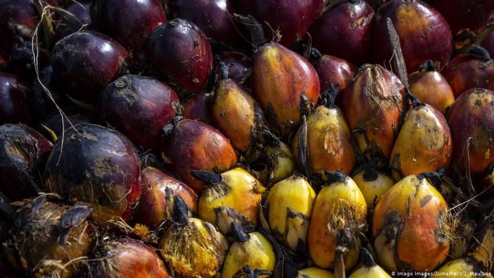 India Boikot Minyak Sawit Malaysia Indonesia Berpeluang Diuntungkan