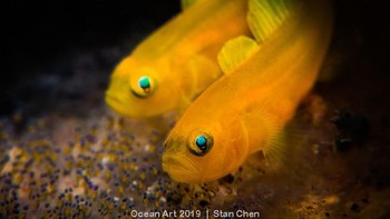 Lemon Goby juara kategori Compact Macro karya Stan Chen. Foto: Ocean Art 2019/Stan Chen