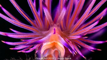 Treats from Mooloolah River juara kategori Nudibranch karya Jenny Stock. Foto: Ocean Art 2019/Jenny Stock