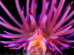 Karya Keren Jawara Kontes Fotografi Bawah Air