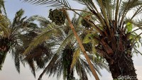 Tapi siapa sangka, pohon kurma ternyata juga bisa tumbuh dan berbuah di Tasikmalaya. Seperti pohon kurma yang ada di Halaman Masjid Agung Tasikmalaya. Dua dari sepuluh pohon kurma yang tumbuh berhasil berbuah dengan sangat lebat.