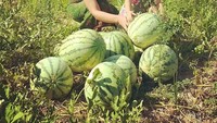 Bersama sang buah hati, Alexandra terlihat senang saat memanen buah semangka. Foto: Instagram @got_alex