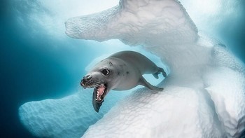 Crab-Eater Seal juara kategori Coldwater karya Greg Lecoeur. Foto: Ocean Art 2019/Greg Lecoeur