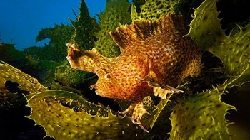 Blended juara kategori Compact Wide Angle karya Talia Greis. Foto: Ocean Art 2019/Talia Greis