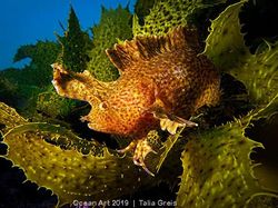 Karya Keren Jawara Kontes Fotografi Bawah Air