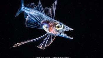 Snaketooth Swallower juara kategori Blackwater karya Fabien Michenet. Foto: Ocean Art 2019/Fabien Michenet