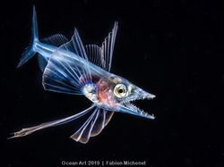 Karya Keren Jawara Kontes Fotografi Bawah Air