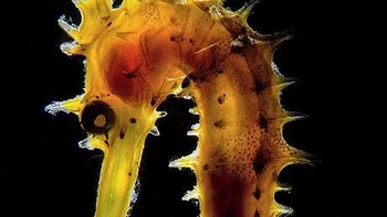 Radiography juara kategori Macro karya Stephano Cerbai. Foto: Ocean Art 2019/Stephano Cerbai