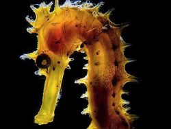 Karya Keren Jawara Kontes Fotografi Bawah Air