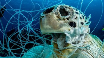 Victim juara kategori Conservation karya Shane Gross. Foto: Ocean Art 2019/Shane Gross