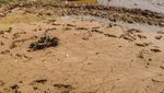 Penampakan Sawah Rusak Usai Diterjang Banjir Bandang di Lebak