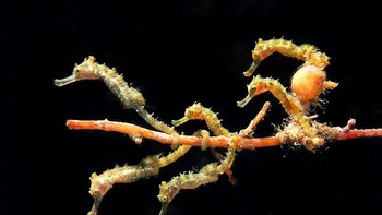 Seahorse Bus juara kategori Novice Macro karya Jules Casey. Foto: Ocean Art 2019/Jules Casey