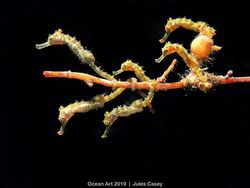 Karya Keren Jawara Kontes Fotografi Bawah Air