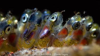 Clownfish Eggs juara kategori Supermacro karya Paolo Isgro. Foto: Ocean Art 2019/Paolo Isgro